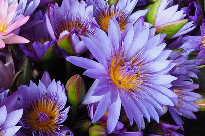 Close-up of flowers blooming outdoors