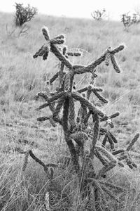 Close-up of dry flowers on field