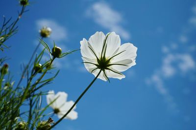 Low angle view of white flowers blooming against sky