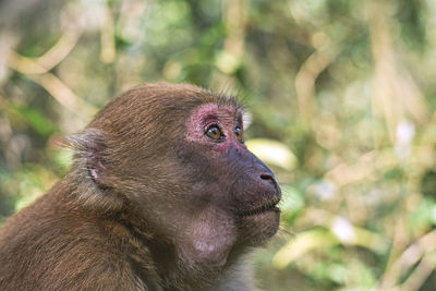 Close-up of monkey