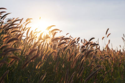 Close-up of stalks in field against sky