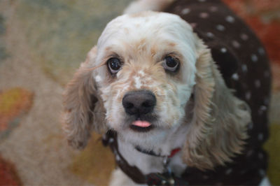 Close-up portrait of dog