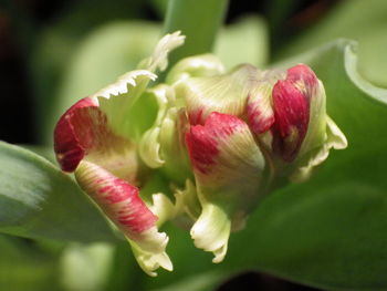 Close-up of flowering plant