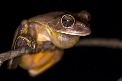 Close-up of frog over black background