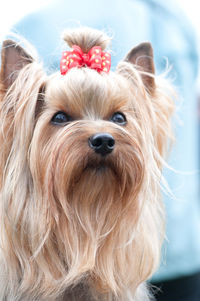 Close-up portrait of a dog