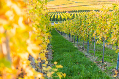 Scenic view of vineyard