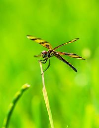 Close-up of insect on plant