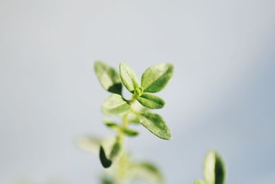 Close-up of plant growing outdoors