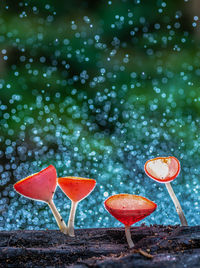 Close-up of red berries on glass