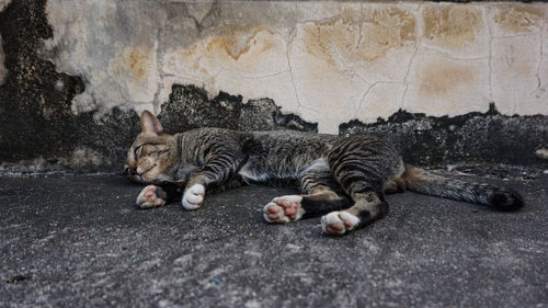 Cat sleeping on footpath