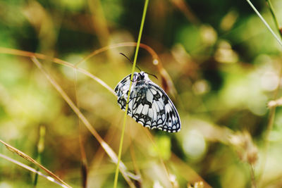 Butterfly on leaf