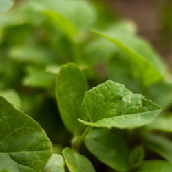 Close-up of fresh green leaf