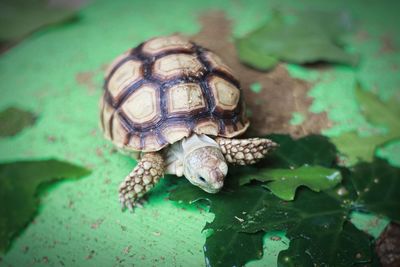 Close-up of turtle