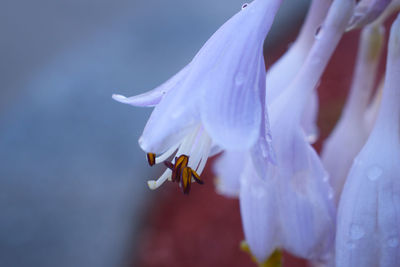 Close-up of bee pollinating flower