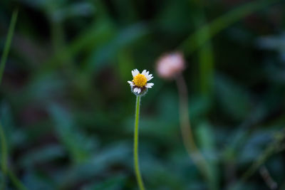 Close-up of flowering plant