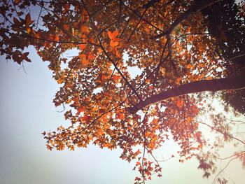 Low angle view of tree against sky during autumn