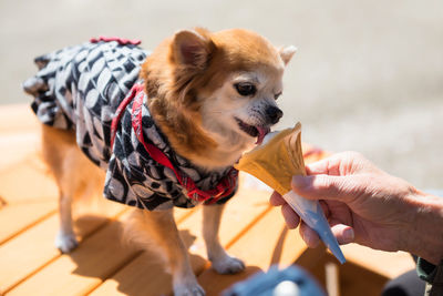 Midsection of person holding dog