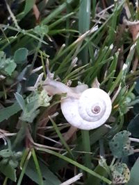 Close-up of snail on plant