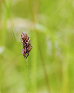 Close-up of wilted flower on field