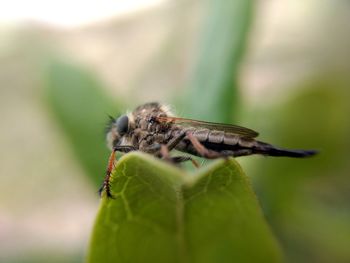 Close-up of insect on leaf