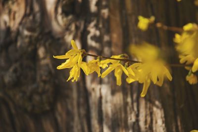 Close-up of autumnal leaves