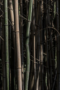 Full frame shot of bamboo trees in forest