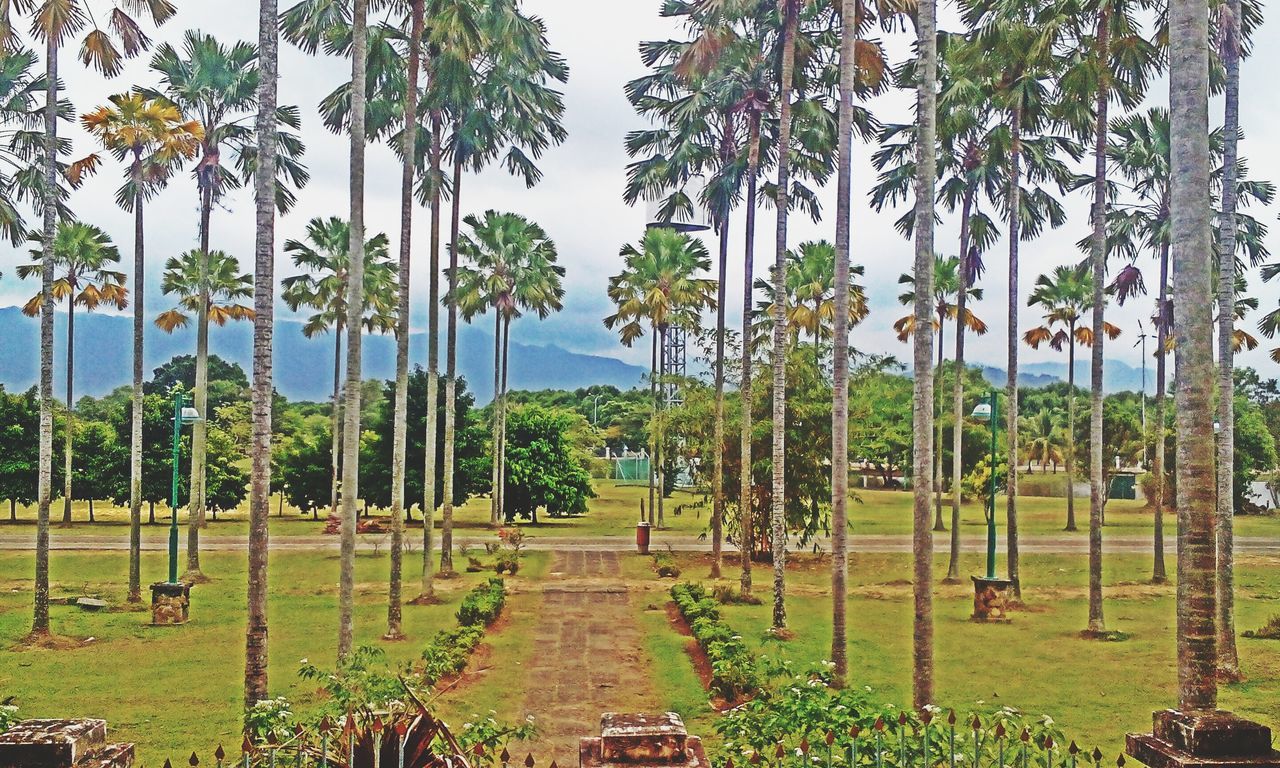 tree, palm tree, growth, tranquility, green color, tranquil scene, nature, tree trunk, sky, grass, landscape, beauty in nature, field, clear sky, plant, scenics, the way forward, fence, day, sunlight