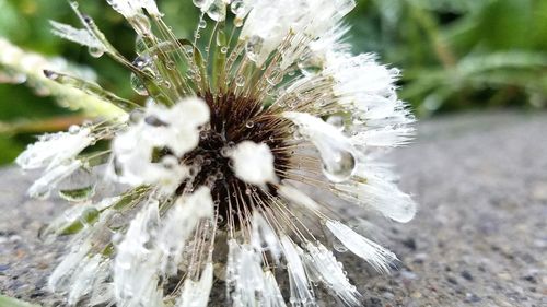 Close-up of flower plant