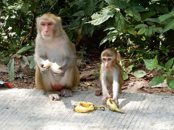 Macaque monkeys eating food in myanmar.