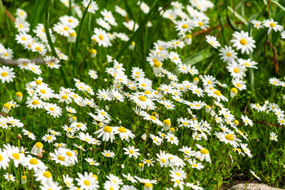 Wild chamomile flower bed