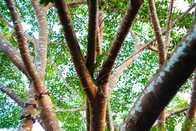 Low angle view of trees in forest against sky