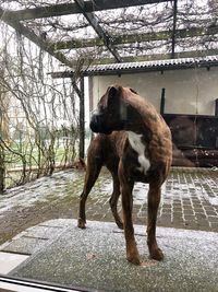 Horse standing against trees