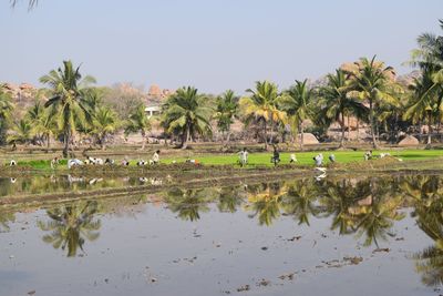 Scenic view of agricultural field against clear sky