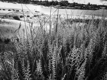 Close-up of plants on field