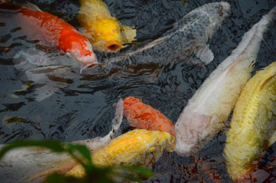 Close-up of fish in water