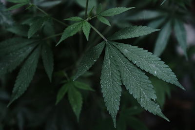 Close-up of wet leaves