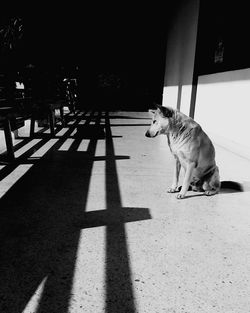 Dog sitting on floor