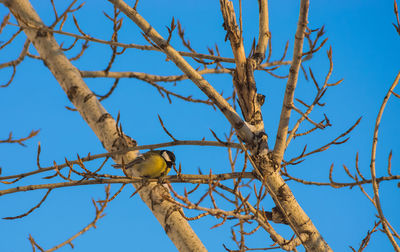 Low angle view of bird perching on bare tree against blue sky