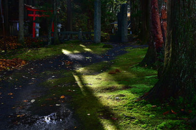 View of trees in forest