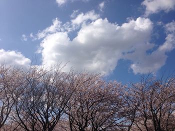 Low angle view of trees against cloudy sky