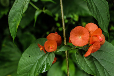 Close-up of orange flowering plant