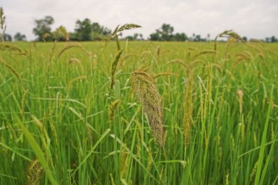 Crops growing on field