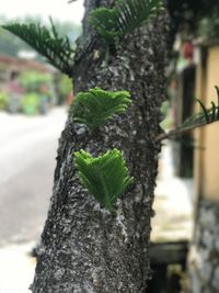 Close-up of lizard on tree trunk