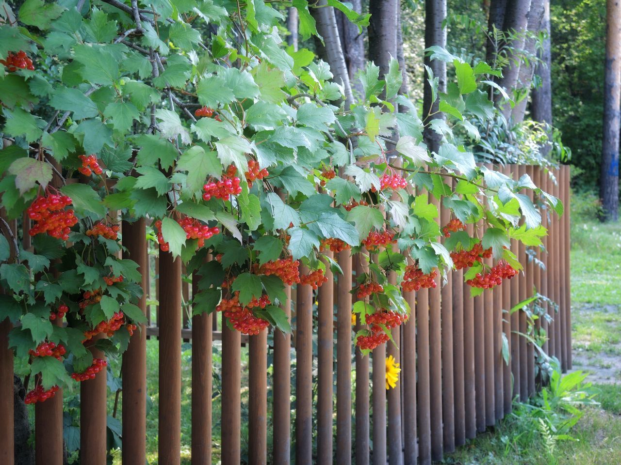 CLOSE-UP OF FLOWERING PLANTS ON FENCE