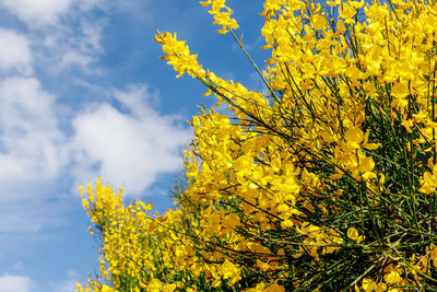 Low angle view of yellow flowering plant against sky