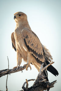 Low angle view of eagle perching on branch against sky