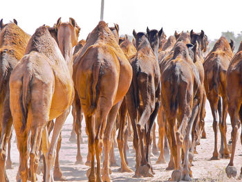 Panoramic view of a camels
