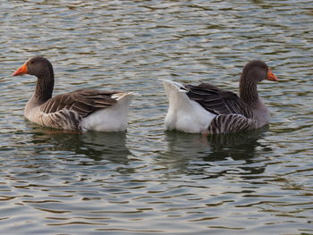 Ducks swimming in lake