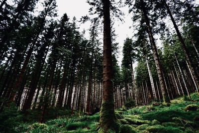 Low angle view of  trees in forest