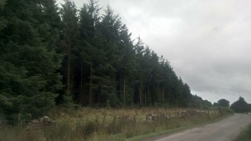 Road amidst trees in forest against sky